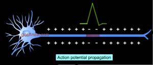 Action Potential Neuron Animation Biopsychology Synaptic Transmission Action Potential Neuron Animation Biopsychology Synaptic Transmission