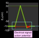 action potential 