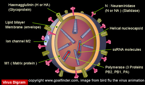 H5N1 virus and its protein structure