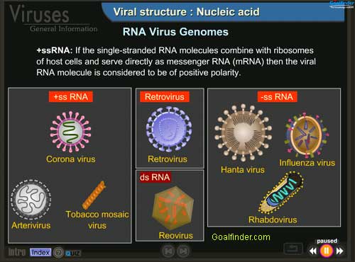 nucleic acid rna. nucleic acid rna. called a DNA