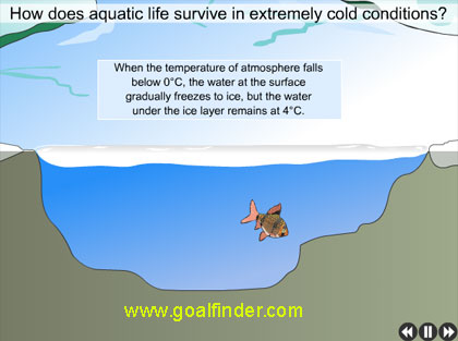 how do fishes survive in a frozen lake - water expands when frozen to ice