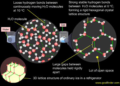 water cools to become ice  expand instead of contract due to hydrogen bonding