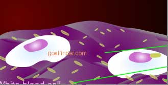 phagocytosis of bacteria by wbc