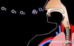 Oxyhemoglobin and transport mechanism