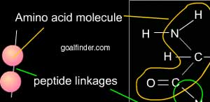 Peptide linkage amino acid molecules