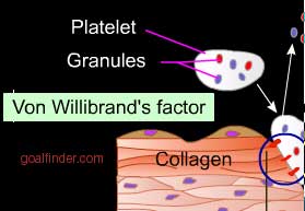 von willibrand's factor