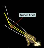 stimulus through nerves