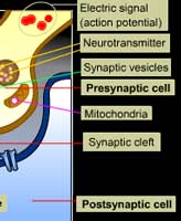 mitochondria in neurons