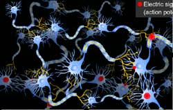 firing of neurons