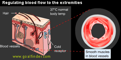 blood vessel react to environment temperature, in cold they contract, in hot they expand