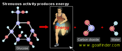 excercise produces energy in human byproducts carbon dioxide 