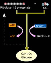 Calvin-benson cycle- simple format