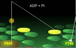 Electron transfer from Photosystem II (680) and Photosystem I (700)