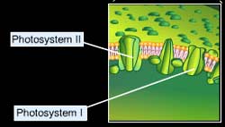 Photosystem I and II