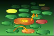 Energy transfer in photosystem I 