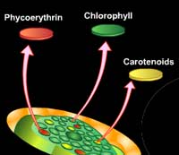 Location of pigments : Phycoerythrin, chlorophyll and carotenoids