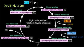 Reactions And Reactions Of Photosynthesis