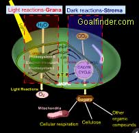 Light dependent and independent reactions 