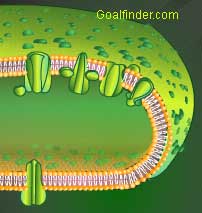 Reactions of photosystems in membrane 