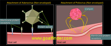 attachment adeno polio