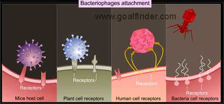 Attachment virus adeno