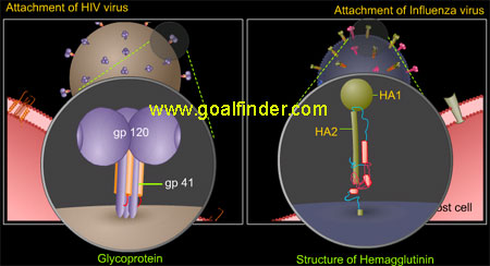 attachment hiv