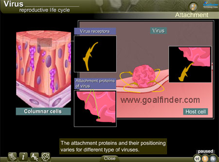 attachment proteins of virus