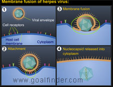 Penetration herpes