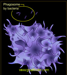 Penetration phagocytosis