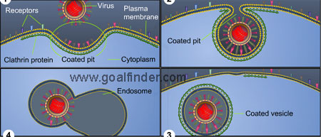 Penetration clathrin mediated