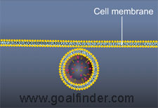 penetration vesicle