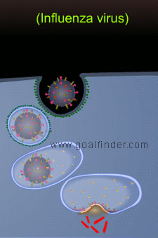 uncoating influenza 