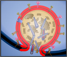 uncoating endosomal