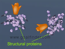 synthesis dsrna