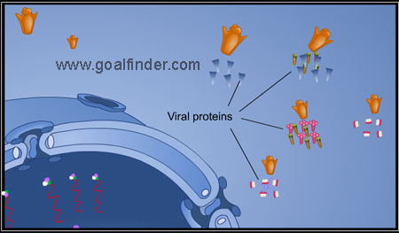 synthesis ssRNA 