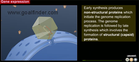 synthesis gene expression