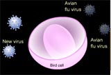 H5N1 has been mutating by using the process of recombination