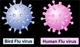 Human and bird flu viruses can combine to create a new deadlier virus