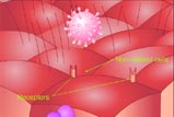 Virus binds to pseudostratified cilliated epithelium cell