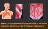 Human respiratory tract cell infection by virus