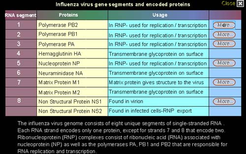 H5N1 virus protein structure and description