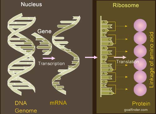 gene expression to create protein