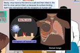 Virus binding to a human respiratory mucosa 