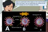 Influenza virus are of three types A, B,C