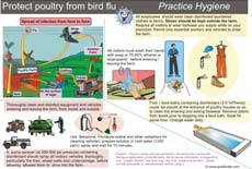 Poster / chart on protect poultry from bird flu by practicing hygiene