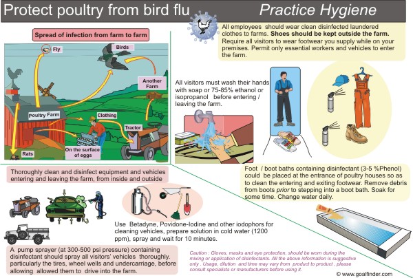 Bird Flu Chart