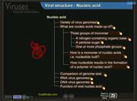Viral structure - nucleic acid
