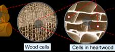 Going inside wood to wood-cell-and all the way upto cellulose 