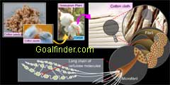 Cotton- fibril - microfibril - cellulose