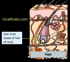 Hair root and follicle